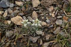 Leontopodium brachyactis